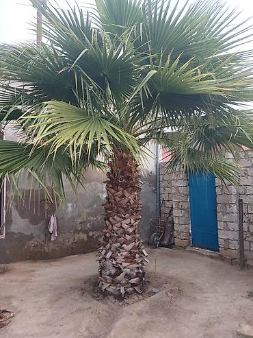 palma gülü: Məhsul: Dekorativ palma ağacı (fan tipli yarpaqlar) Təsvir: - Həyət — 1