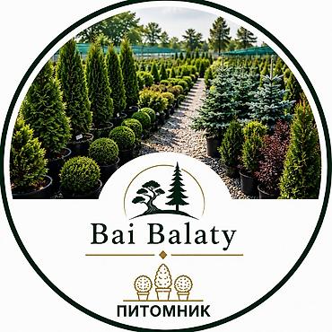 ландшафт: Ландшафтные услуги Bai Balaty - Ландшафтный дизайн: разработка — 5