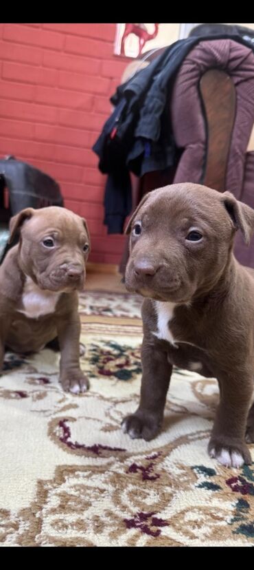 it tasma: Pitbul
