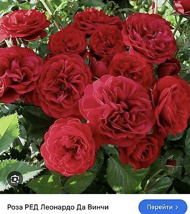 Роза: Саженцы — 39