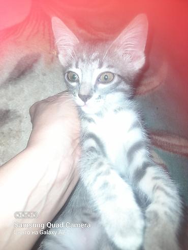 Кошки: TƏCİLİ Ana-uzuntuklu scotish fold ata- şotland 55 gun Sağlam — 9