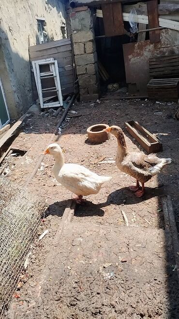 sort qazlar: Erkek,maya . biri 30m
