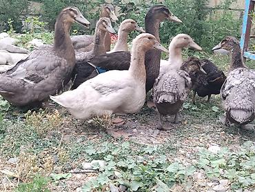 sud veren inek satilir: Rouen ordey balalari satilir her ayin ferqli qiymetleri var, ciddi — 2