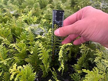 Декоративные деревья: Саженцы деревьев: Можжевельники (Арча) — 3