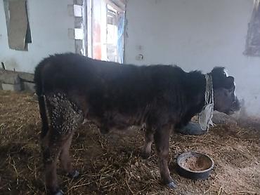 Dana, buzov: Diși göbəkli 7ayLlq disi danadlr. dananln anaslvə anaslnln anaslda — 8