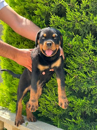 rottweiler satilir: Rotveyler, 2 ay, Dişi — 1