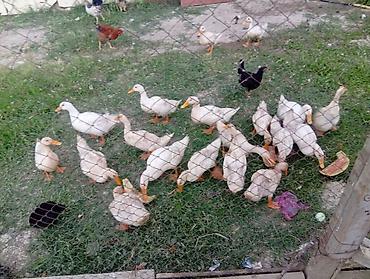 lalafo goyercin satisi: 19 ədəd Pekin ördəyi. kesilmeli ordeklerdi. otlaq yerde saxlayıram — 2