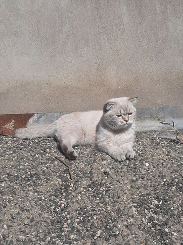 pers pişik: Şotland yastı qulaq, Dişi