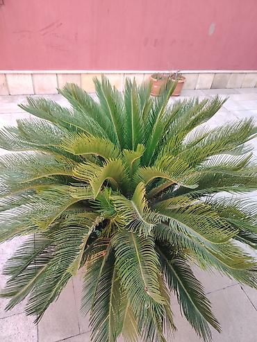 xurma: Bitki: Cycas revoluta (Saqo xurması, Sago Palm) - Növ: Həmişəyaşıl — 1