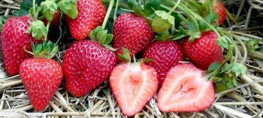 Фрукты и ягоды: Семена и саженцы Самовывоз, Платная доставка