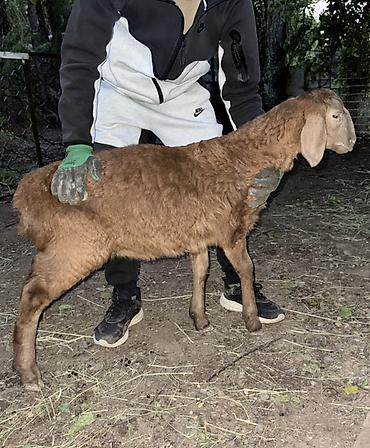 Баран, овца: Продаю | Овца (самка), Ягненок, Баран (самец) | Арашан | Для разведения — 5