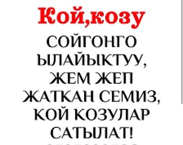 Продаю | Баран (самец) | Полукровка | На забой, Для разведения | Осеменитель