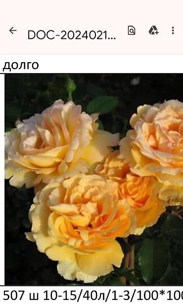 Садовые цветы и кустарники: Корни роз - Крупноцветковая чайно-гибридная роза с — 15