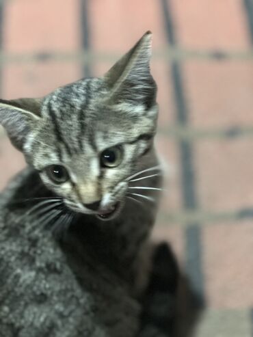 дом для кошек: Кошка даром: Сибирская, 3 месяца, Девочка, Приучена к лотку, Проглистована