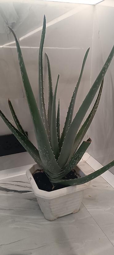 цветы алоэ: Алоэ вера в горшке - Вид: Aloe vera (алоэ столетник), суккулент. - — 4