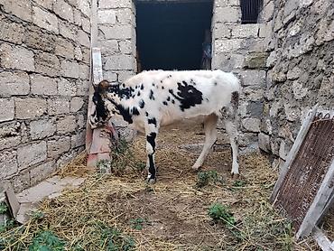 iri it cinsi: 7 aylıq dişi dana satılır 60 kq təmiz əti var bordağa yarıyır tam — 7
