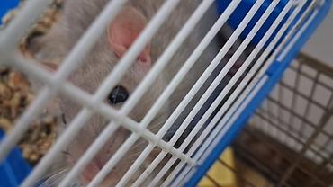 сибрайт карлик: Домашняя декоративная крыса - Окрас: серо-голубой (пепельный) — 2