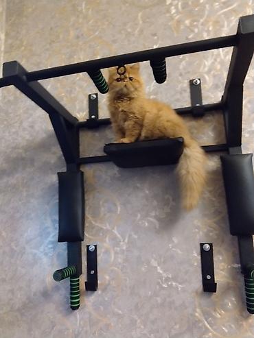 Pişiklər: Fars — 8