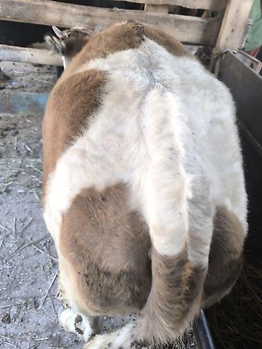 Коровы, быки: Продаю | Тёлка | Алатауская | Для разведения | Не стельные — 12