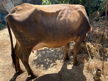 Rover: 3 cü qarin balali inək satılır. 11 12 litr südü var. Bir aydı doğub