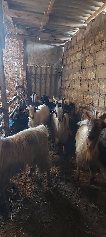 iri it cinsi: Tam sağlam dağdan düşmə əmlik kəsməli erkək çəpişlər üst üstə 175 — 3