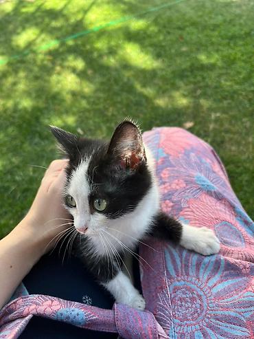 кошеи: Котята — домашние любимцы Описание: - Разные окрасы: белый с тёмным — 7