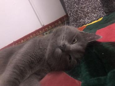 Продажа кошек: Жибек жолу 462 Британская короткошёрстная кошка, окрас сплошной серый — 1