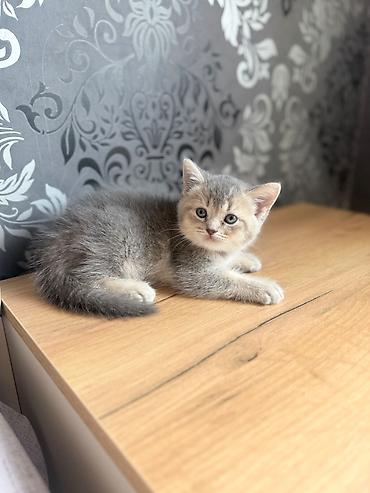 şınşıla: Qızıl şinşilla, Erkək, Dişi, Yaxşı əllərə, Ünvandan götürmə, Ödənişli çatdırılma — 8