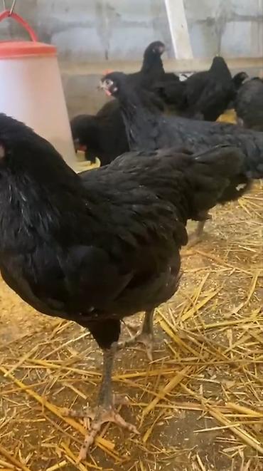 tovuz quşu qiyməti: Avstralop toyuqları böyükləri 30 manatdan 3 aylıqları 10 manat ay — 2