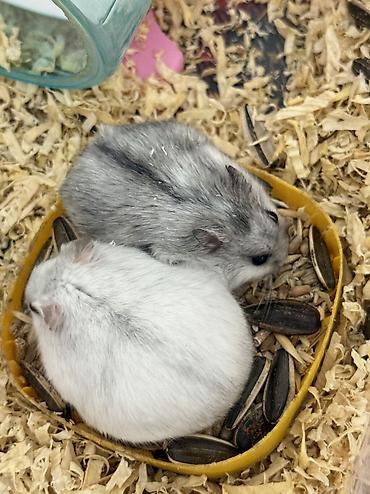 hamster al: Uşaqlara oyuncaq kimi verilməyəcək. Yalnız məsuliyyətli və heyvanlara — 3