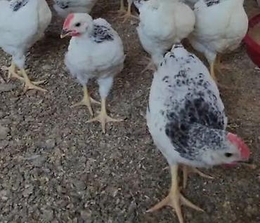 dekorativ toyuq: Toyuq, Australorp, Damazlıq — 7