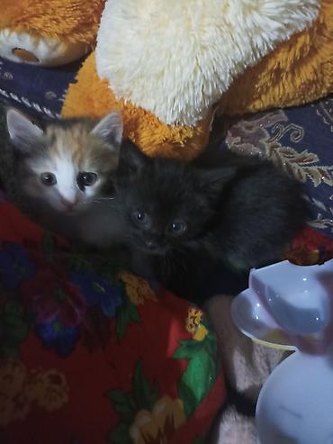 Отдам даром кошку: Котята домашние, примерно одного помёта. На фото двое: - Черный — 2
