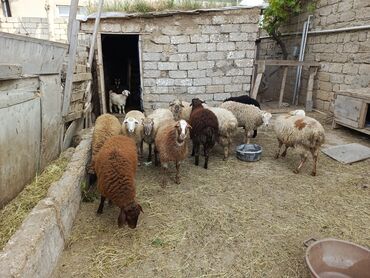 Quzu: Quzu, Erkək, Qala, ay: 1, Ətlik, Damazlıq, Ünvandan götürmə lalafo.az -da Quzu: Quzu, Erkək, Qala, ay: 1, Ətlik, Damazlıq, Ünvandan götürmə