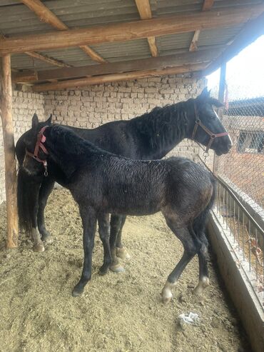 домик хомяка: Продаю | Кобыла (самка) | Рабочий | Племенные