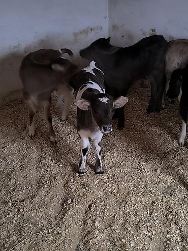 Коровы, быки: Продаю | Музоо, торпок | Для молока | Привязанные — 9