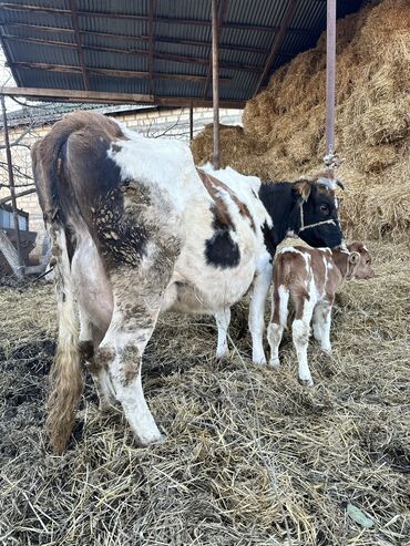 inek fermasi: 4cü qarına 3 gündü erkek buzov doğub çox mehsullu sağlam heyvandı 12