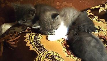 Pişiklər: Britan, Erkək, Dişi — 3