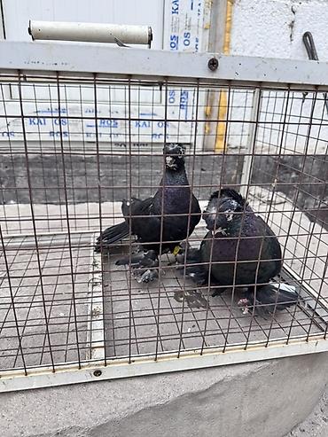 ярки матки: На продажу пара закрытые на игру 5000 тысяч самке два года самцу 6/7 — 1