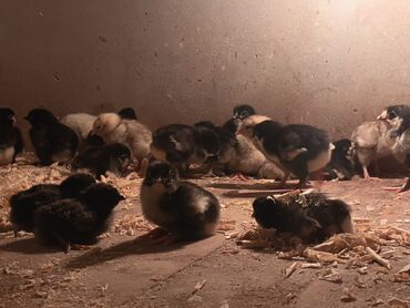 Toyuqlar: Toyuq, Australorp, Damazlıq, Ödənişli çatdırılma — 7