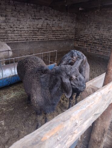 Баран, овца: Продаю | Баран (самец) | Арашан | Для разведения | Осеменитель — 17