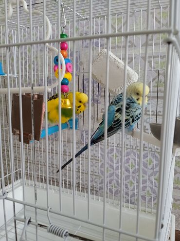 домашние куры купить: Продаём 2 волнистых попугайчиков, жёлтый мальчик голубая девочка, в