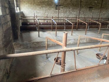 Digər kommersiya daşınmaz əmlakı: Ferma Satılır Buzovna - Material: qaya-daş (blok) divarlar, metal — 4