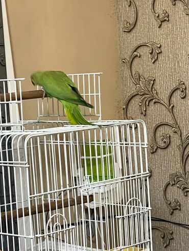 Tutuquşları: Ojerelya Arjelya Ajarelya Ojeralya Tutuquşu Yaşıl Pakıstan Tutuquşu — 8