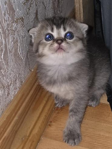 Pişiklər: Şirin pişik balaları - Cins: Scottish Fold/Scottish Straight tipli — 9
