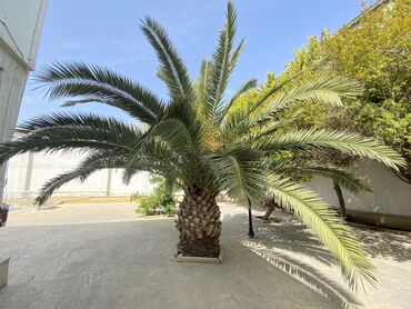 Palma: Xurma ağacı