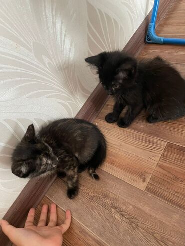 кошки на продажу: Ургаачы