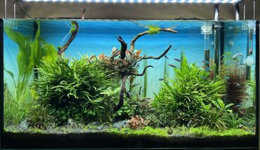 Akvariumlar: Full Natural Aquarium 116 Litre Əvvəlindən özüm yığmışam. 26 İyun