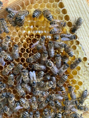 Arılar: F1 Ana arı satışı. Bütün bölgələrə çatdırılma var