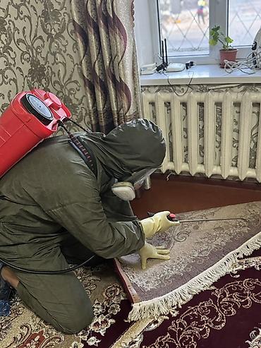 клининг квартиры: Дезинфекция, дезинсекция, | Муравьи, | Квартиры — 2