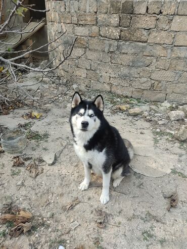 İtlər: Xaski, 1 ay, Erkek — 9